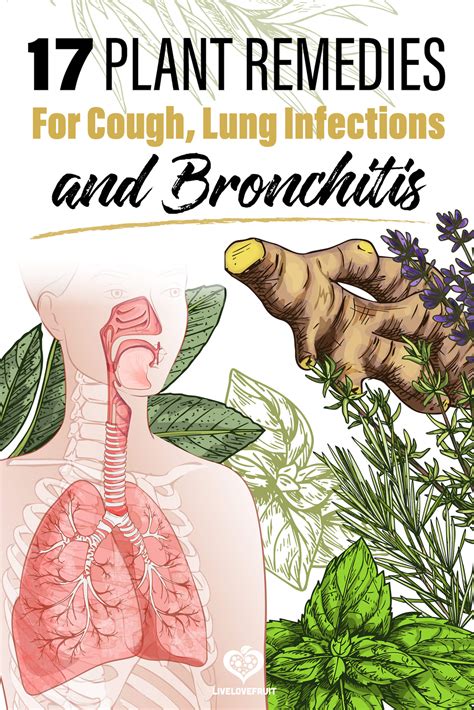 Its possible to treat acute bronchitis at home using natural remedies. . Lungs infection treatment home remedy